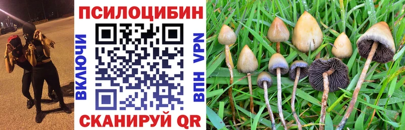 Псилоцибиновые грибы Cubensis  купить  сайты  Оса 